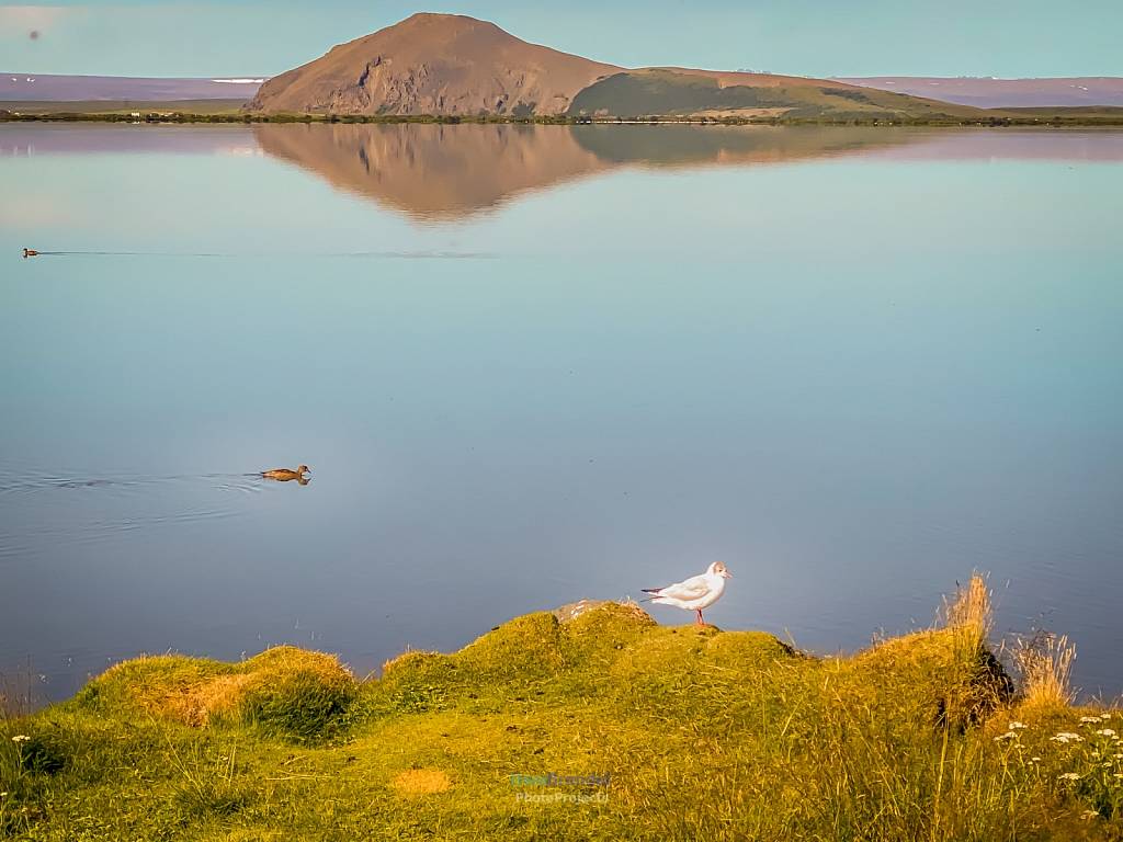 Island